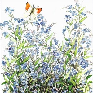 Collection garden - forget-me-nots