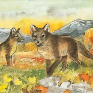Postcard arctic foxes